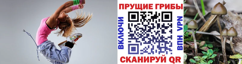 Псилоцибиновые грибы Cubensis  сколько стоит  OMG зеркало  Майкоп 